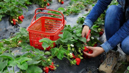 Za kilka dni szczyt sezonu truskawkowego. Będzie drogo