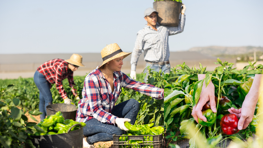 Zamiast organizować samozbiory, zaorają swoje pola