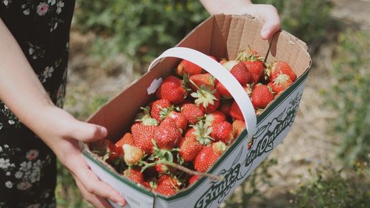 Zarobić na truskawkach. Lepiej zbierać, czy sprzedawać? Takie są stawki