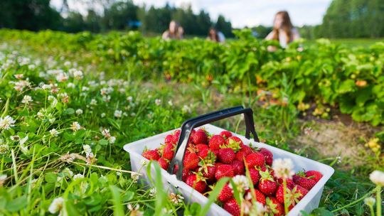 Zbadali truskawki i... tego o nich nie wiedziałeś