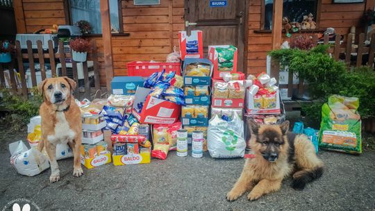 Zbiórka dla bezdomnych zwierząt. Mięso, makaron, stary ręcznik i obroża. Przyda się wszystko [ROZMOWA]