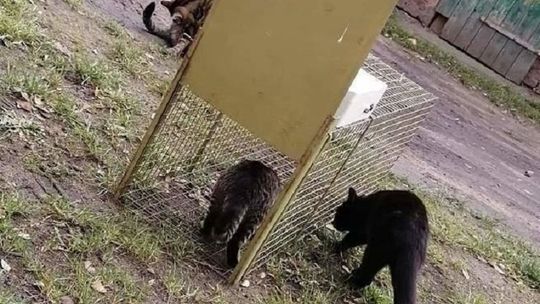 Zbiórka pieniędzy na "klatkę łapkę" dla Pomorskiego Kociego Domu Tymczasowego