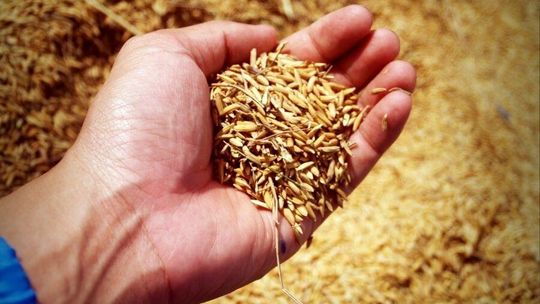 Zboże drożeje, ale rolnicy czekają na jeszcze lepsze czasy