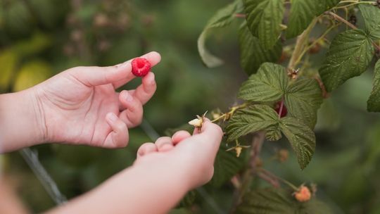 Złe wieści dla smakoszy malin: w tym roku będą drogie