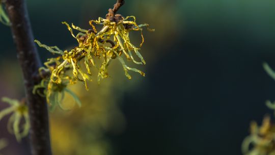 Złoto Indian – na co najlepiej działa?