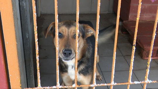 "Zwierzę to nie prezent". Apel schronisk i opiekunów zwierząt