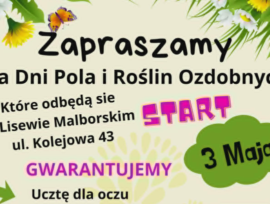 Morze tulipanów i narcyzów w Lisewie Malborskim. Nadchodzi wyjątkowy Dzień Pola