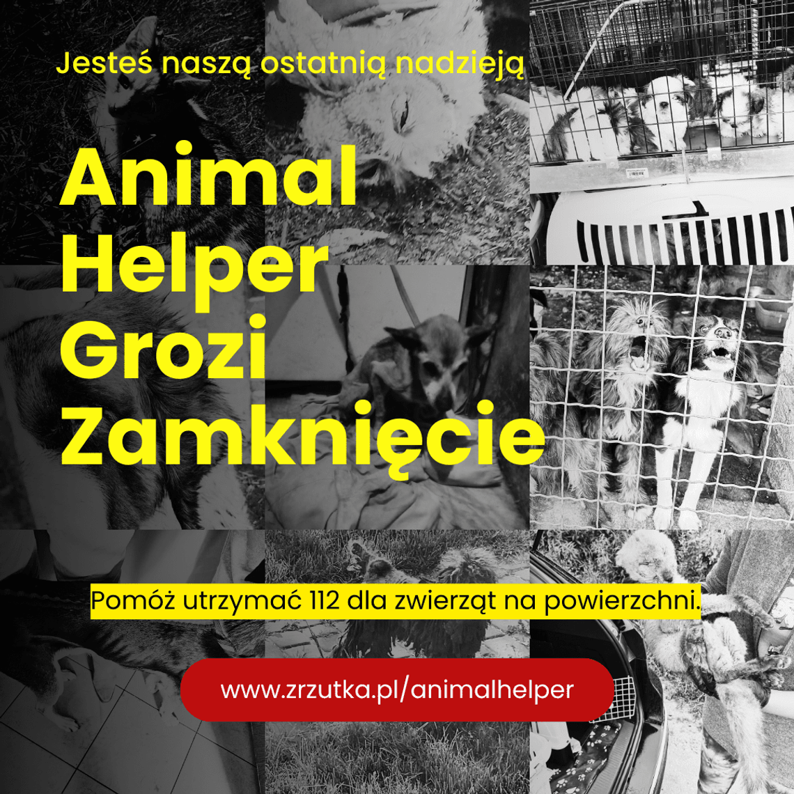 Animal Helper zakończy działalność 1 listopada?