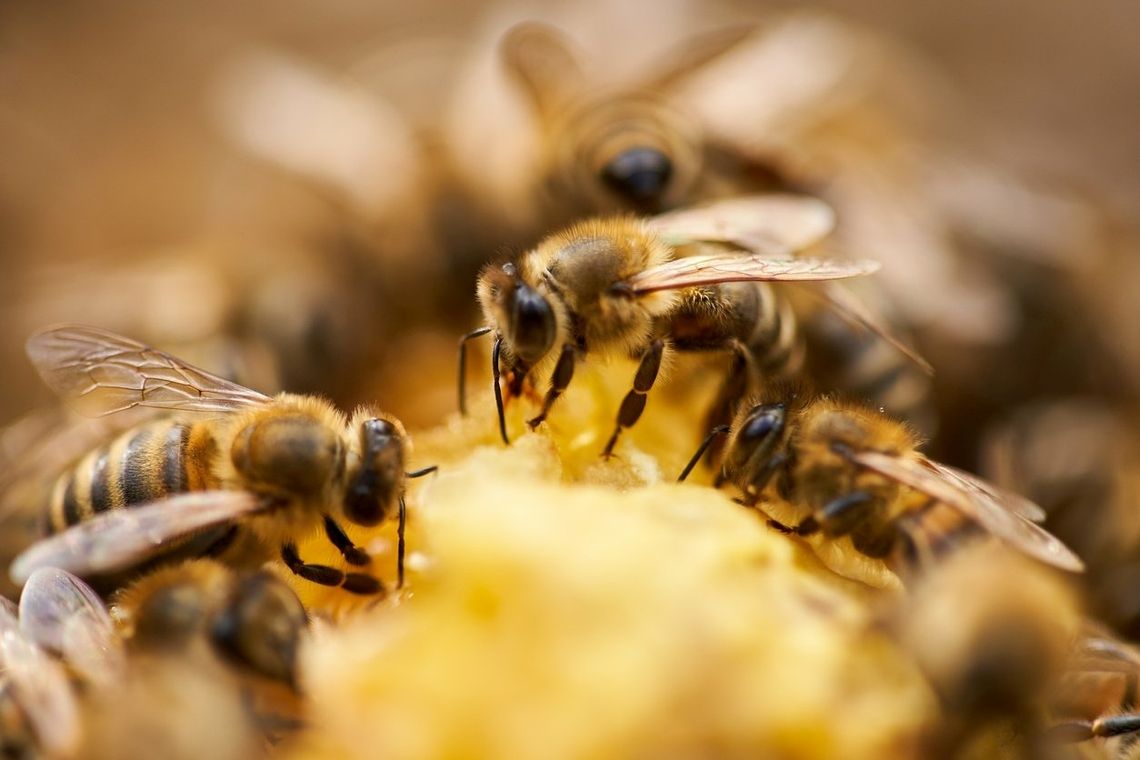 Apiterapia i uloterapia pomagają leczyć, czyli... pszczoły są dobre na wszystko