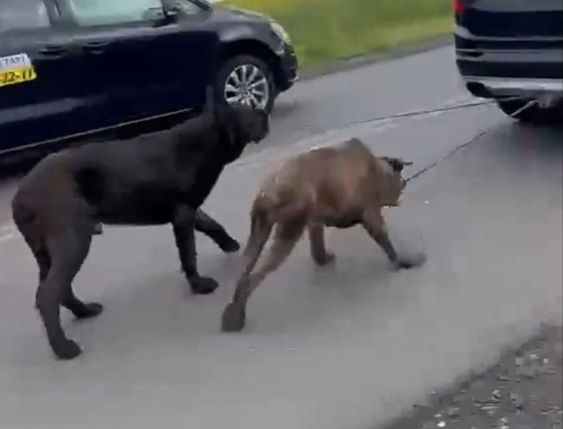Aż trudno w to uwierzyć. Ciągnął psy za samochodem [WIDEO]