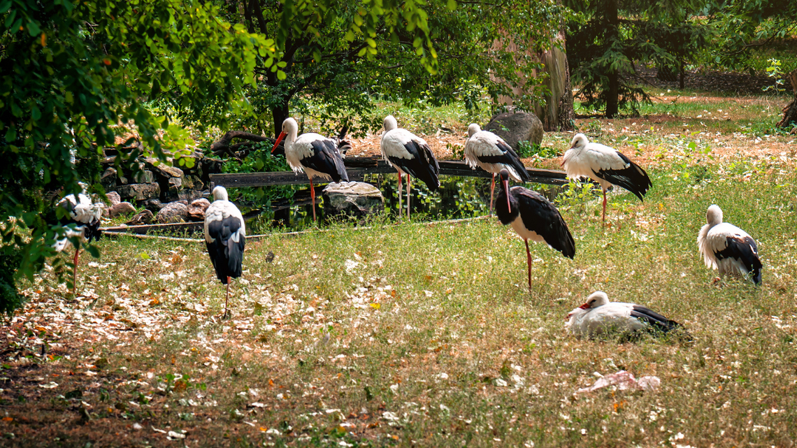 Bociany szykują się do odlotu, czyli jesień jest coraz bliżej