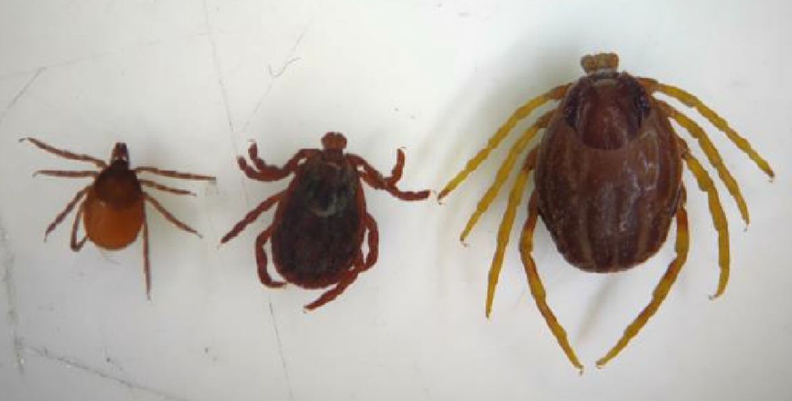 Cztery razy większy i groźny. Szukają w Polsce „Monster ticks”, afrykańskiego kleszcza