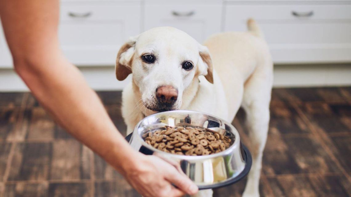 Diety pudełkowe dla ludzi już były. Teraz hitem jest catering dla psów