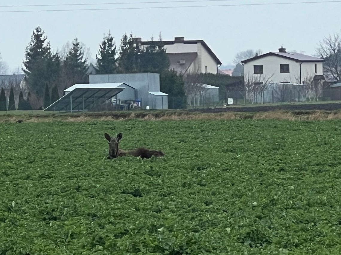 Ranny łoś na polu czeka na pomoc [AKTUALIZACJA]