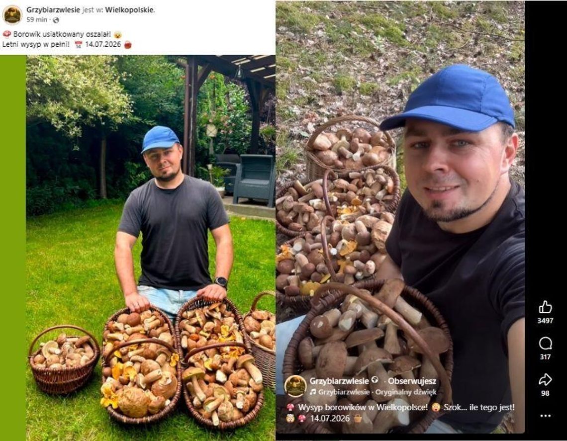 Grzybiarz pokazał imponujący zbiór. Prawdziwy wysyp czy AI? Grzybiarz pokazał imponujący zbiór. Prawdziwy wysyp czy AI?