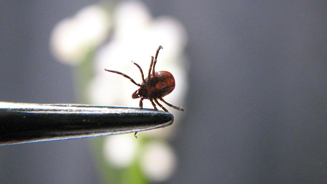 Już ostrzegają. Kleszcze przebudziły się wcześniej. Tak ich na pewno nie usuwaj