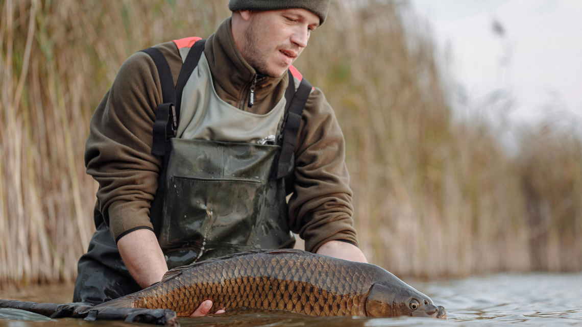 Karp w odwrocie? Zastępują go inne ryby. Co dziś lubią Polacy? Karp w odwrocie? Zastępują go inne ryby. Co dziś lubią Polacy?