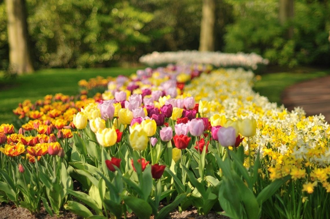 Każdy może dołączyć do układania kwiatowych dywanów - zbliża się X Żuławski Tulipan