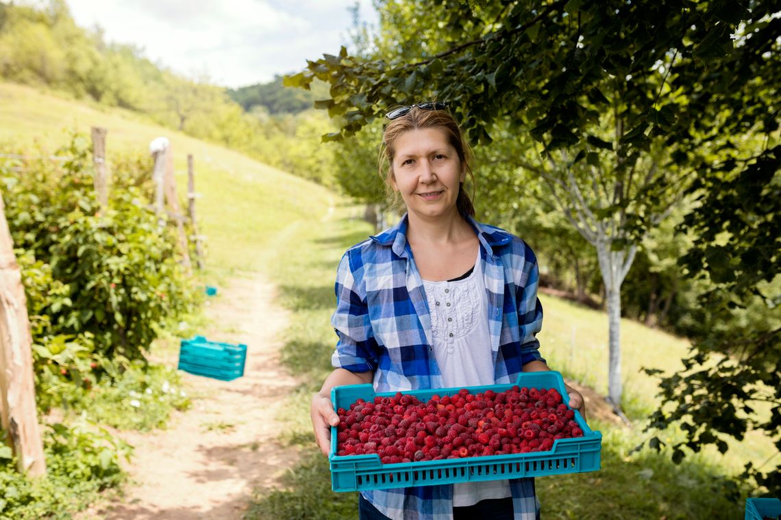 Maliny pod kontrolą. Inspektorzy sprawdzą, kto i jak ustala cenę malin