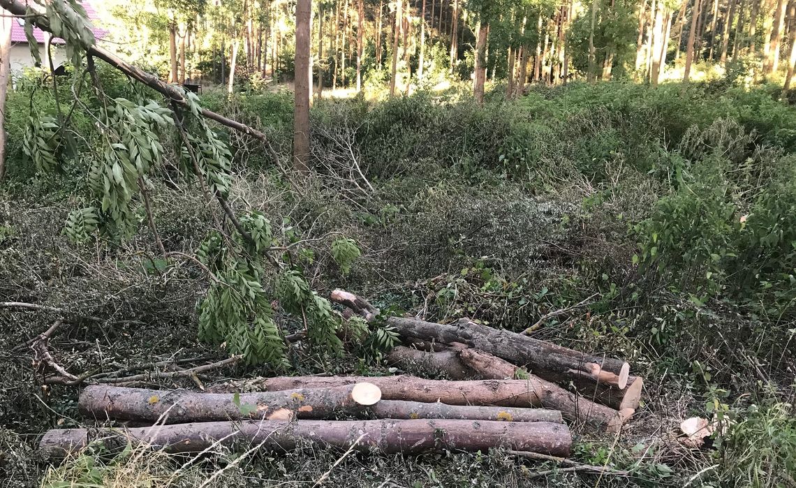 Mieszkańcy alarmują: Las w Rokitkach coraz rzadszy