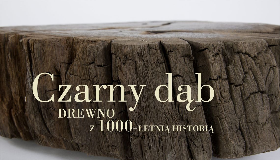 Muzeum Wisły: Niezwykłe drewno z ponad 1000-letnią historią zobaczymy w Tczewie