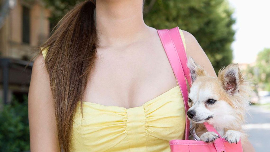 Na wakacje do hotelu z psem. Pojechać mogą nie tylko torebkowe