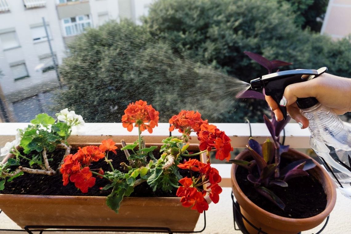 Naturalne sposoby na szkodniki w kwiatach balkonowych 