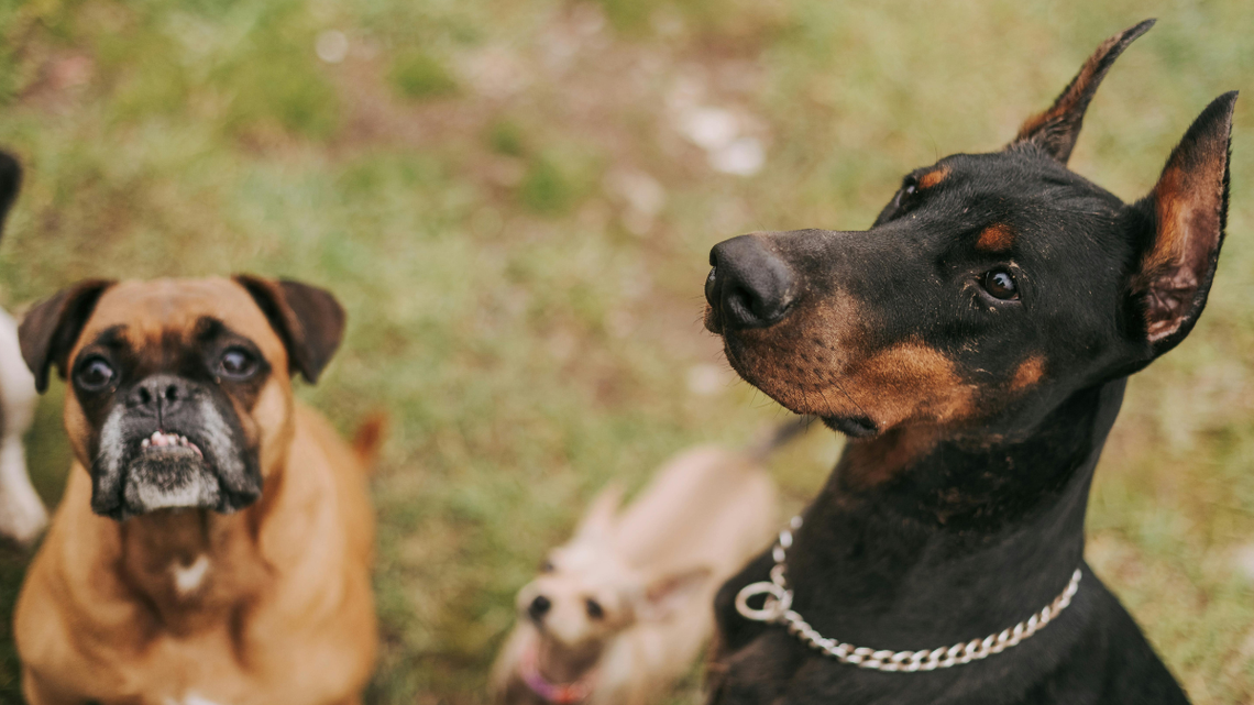 Obowiązkowe OC dla właścicieli psów. Poseł pyta ministra