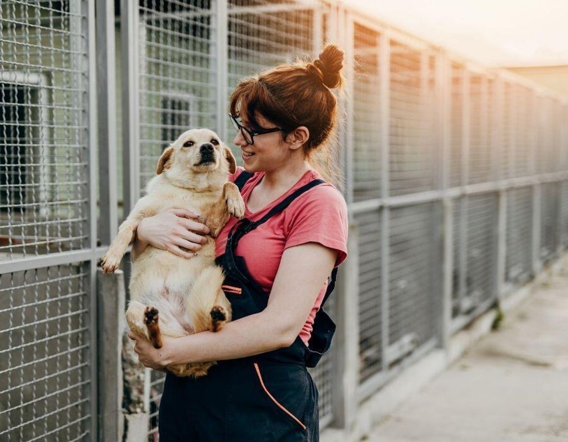 Pieniądze w zamian za adopcję psa. Gmina płaci becikowe Pieniądze w zamian za adopcję psa. Gmina płaci becikowe
