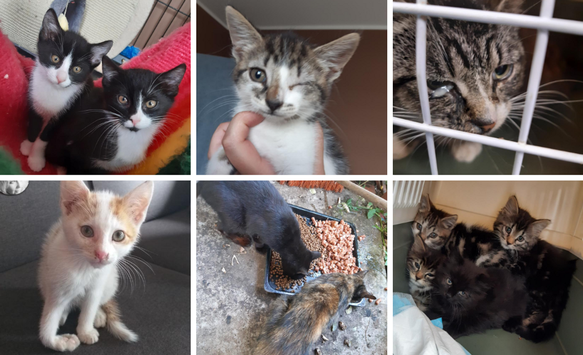 "Pod swoją opieką mamy prawie 40 kotów. Bardzo potrzebujemy pomocy finansowej na ich leczenie i sterylizację" - Pomorski Koci Dom Tymczasowy działa także w Tczewie. Jak można pomóc?  