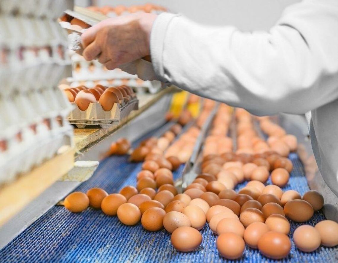 Polska potęgą w produkcji jaj. Padł historyczny rekord Polska potęgą w produkcji jaj. Padł historyczny rekord