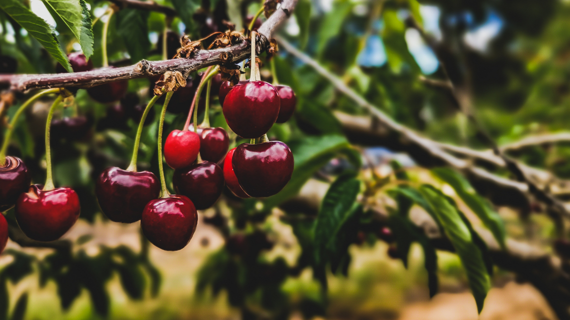 Polskie czereśnie są gorsze od hiszpańskich i greckich