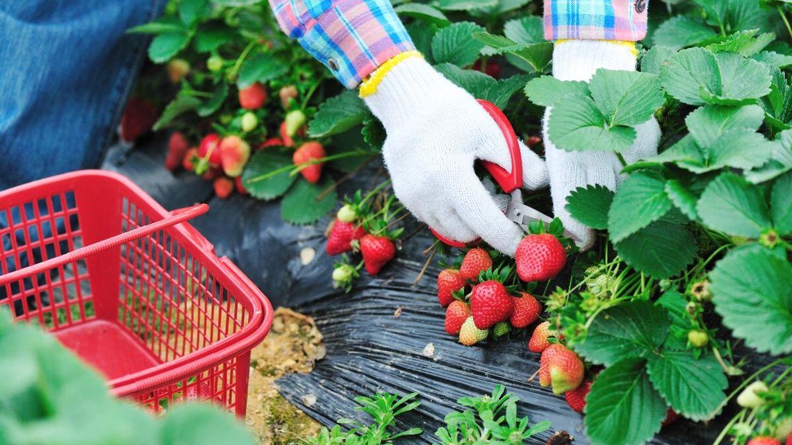 Polskie truskawki w tym roku będą wcześniej. Nie wiadomo, co z ceną
