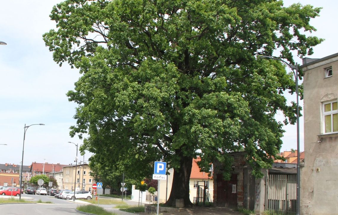 Nowy pomnik przyrody w Tczewie