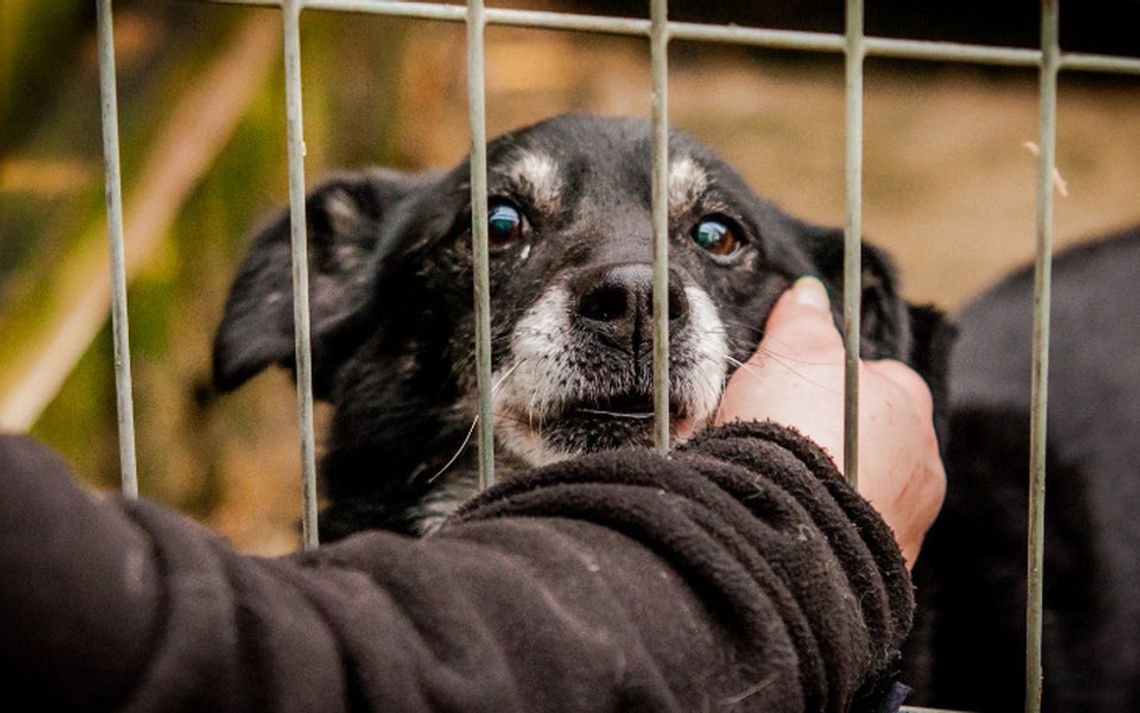 "Pomóżcie naszym podopiecznym przetrwać ten ciężki czas" - OTOZ Animals w Tczewie w bardzo trudnej sytuacji finansowej