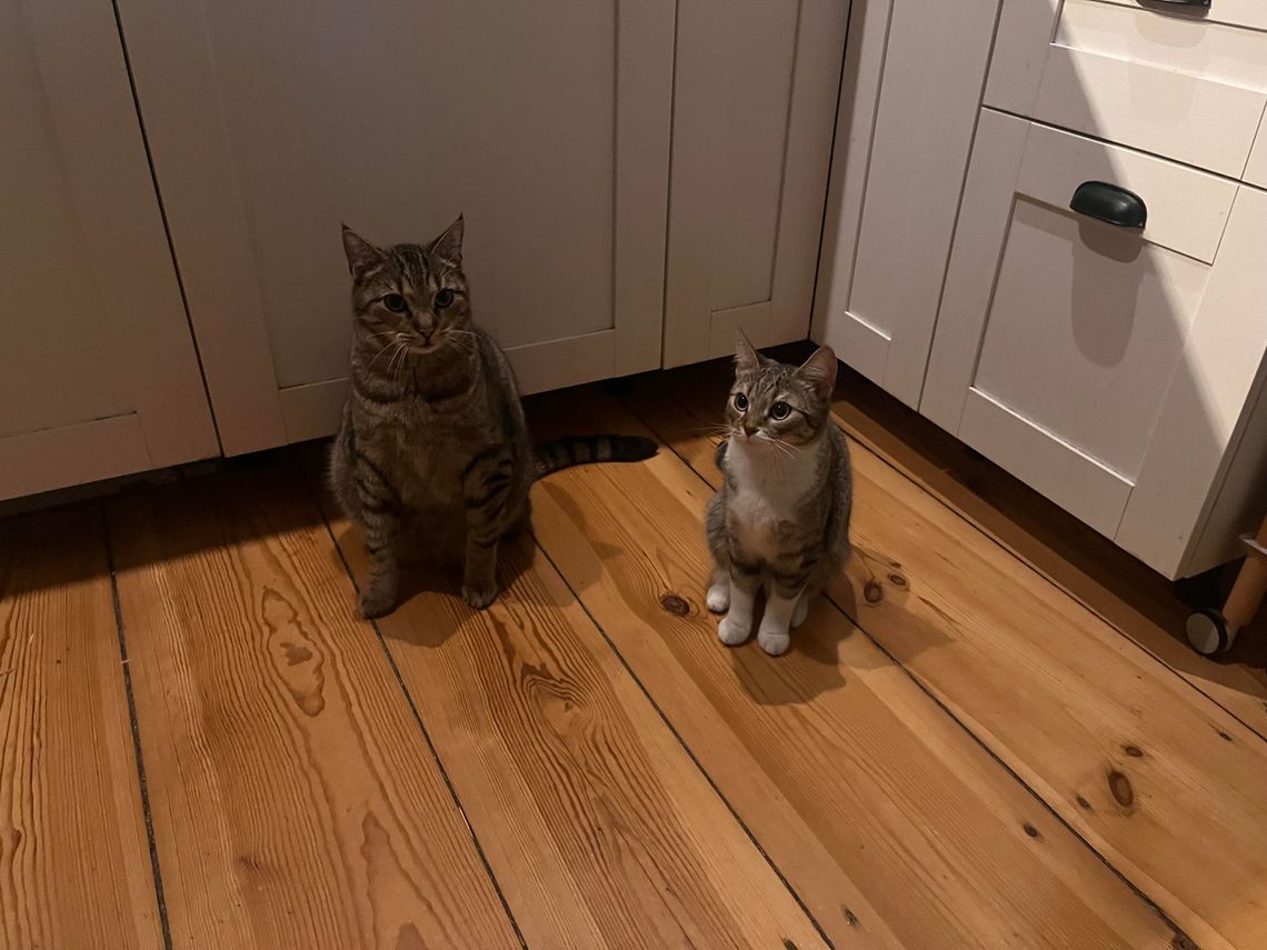 Ponad 80 kotów w schronisku. Pilnie potrzebne domy tymczasowe!