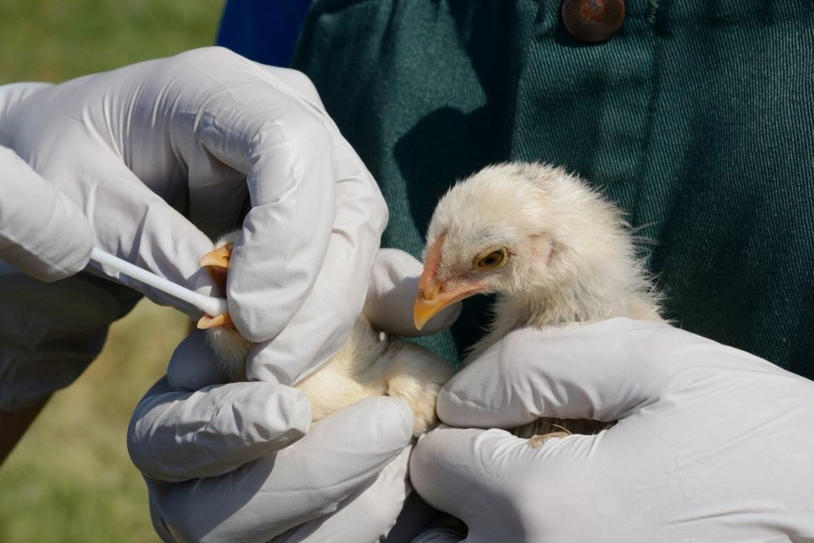 Potwierdzony przypadek ptasiej grypy u człowieka. Czeka nas nowa epidemia? 