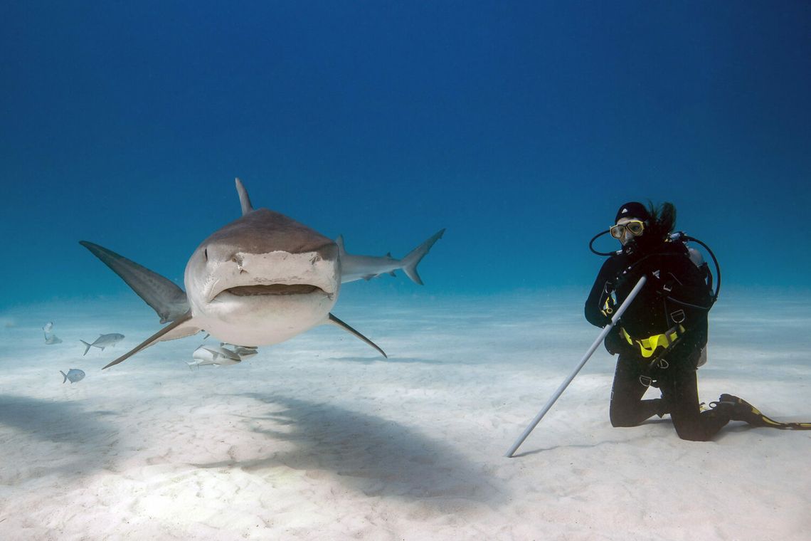 Poznaj niesamowity świat rekinów! CKiS organizuje spotkanie podróżnicze z Justyną Szumacher