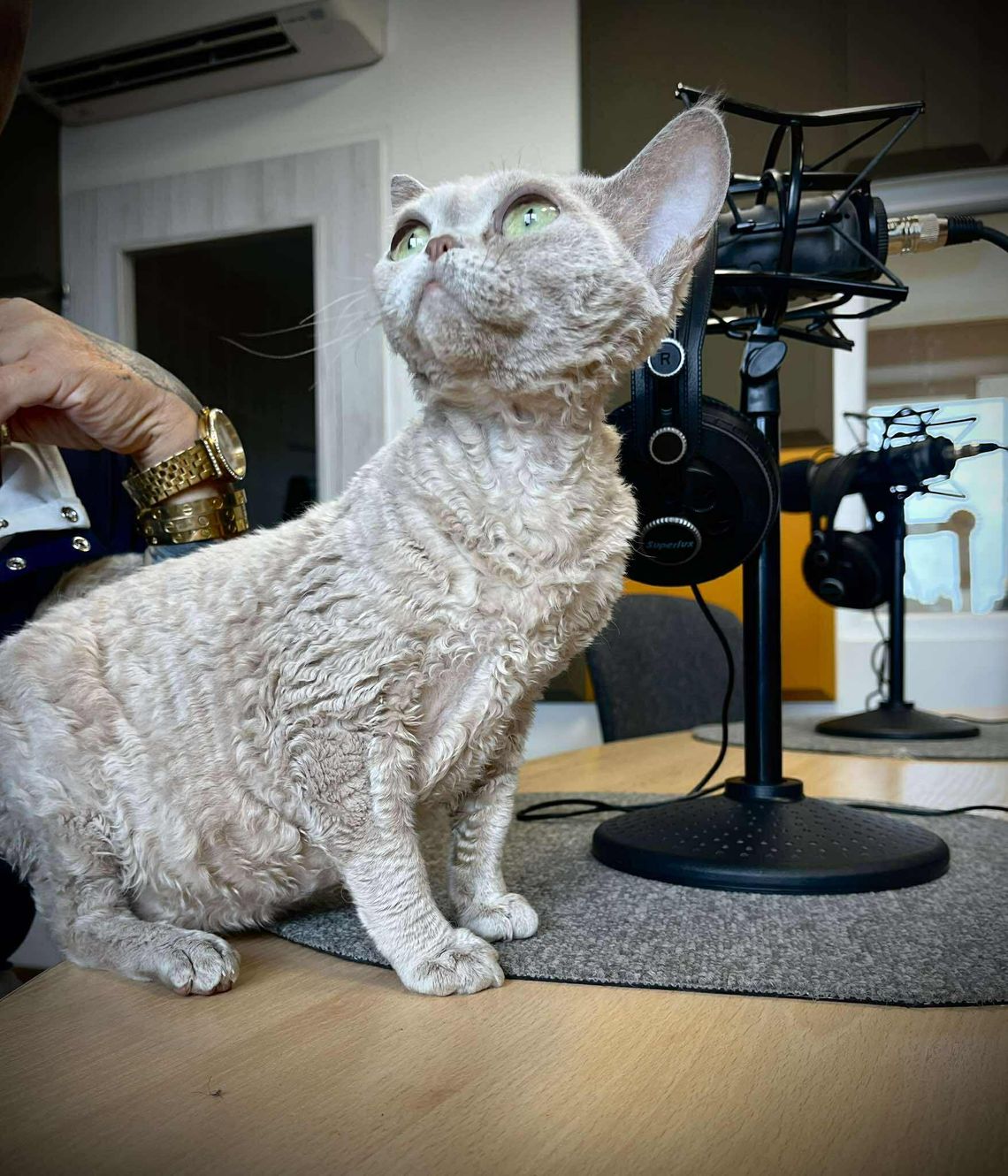 Przed nami Międzynarodowa Wystawa Kotów Rasowych w Tczewie