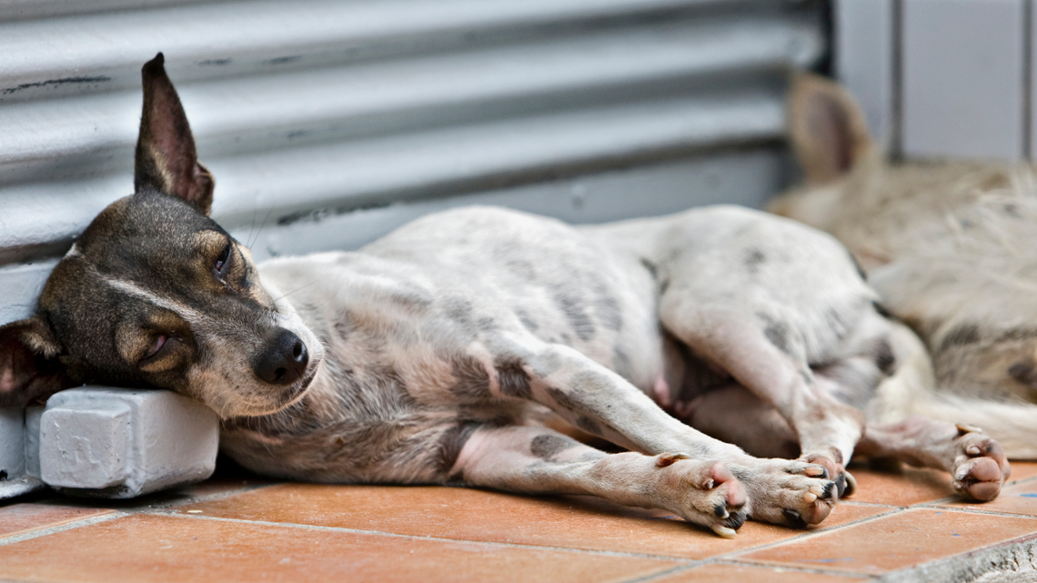 Przybywa bezdomnych zwierząt. Schroniska robią bokami