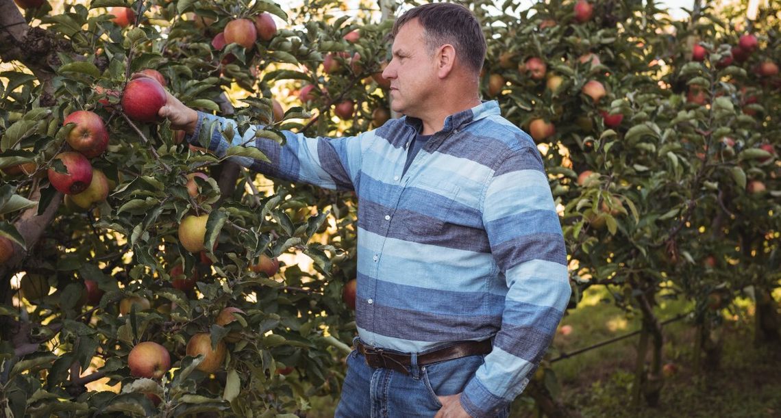 Przymrozki zniszczyły polskie sady. Straty sięgają nawet 100 proc. Przymrozki zniszczyły polskie sady. Straty sięgają nawet 100 proc.