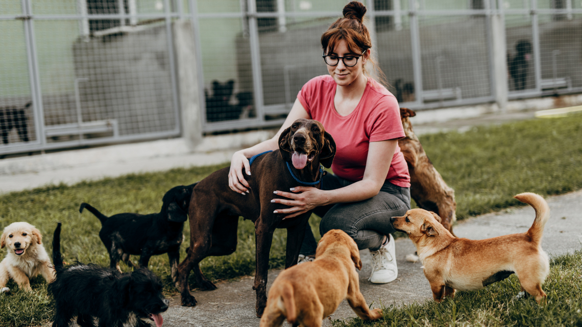 Psinder, czyli Psi Tinder, łączy człowieka z psem ze schroniska