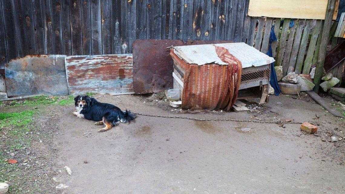 Psy zrzucą łańcuchy. Nie każdemu podoba się nowe prawo