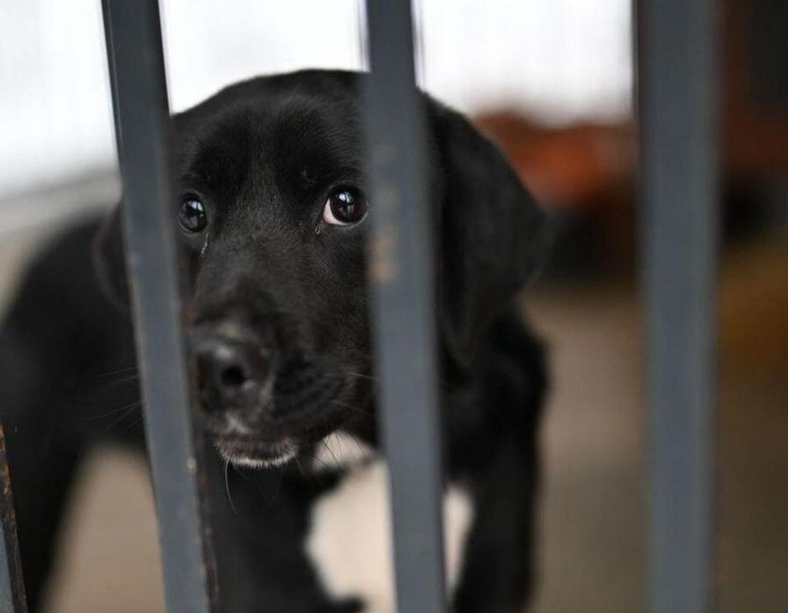 Schronisko dla zwierząt pod lupą prokuratury. Były protesty, jest śledztwo