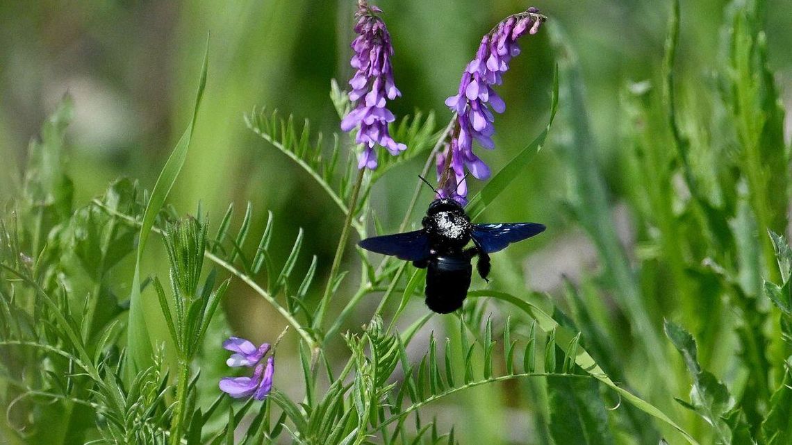 Sensacja przyrodnicza. Sądzili, że wyginęła, ale czarna pszczoła wróciła po 50 latach