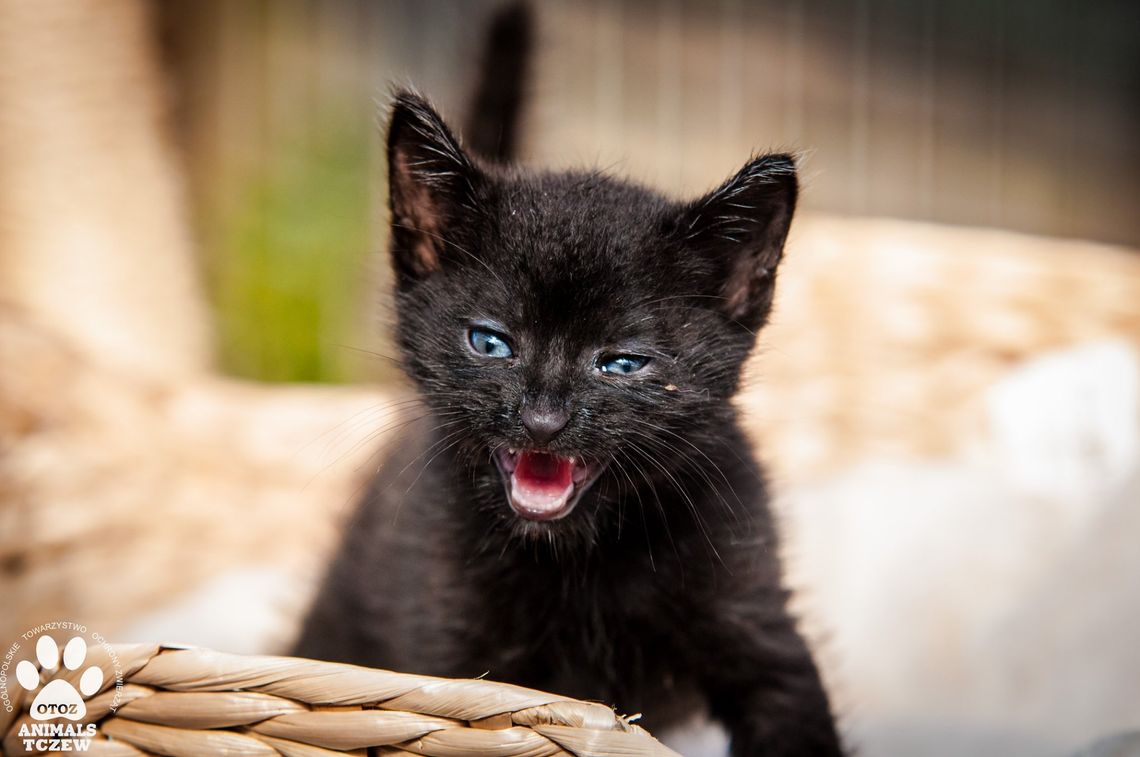 Sezon letni także w Schronisku dla zwierząt. Otwiera się Staruszkowy Raj Sezon letni także w Schronisku dla zwierząt. Otwiera się Staruszkowy Raj