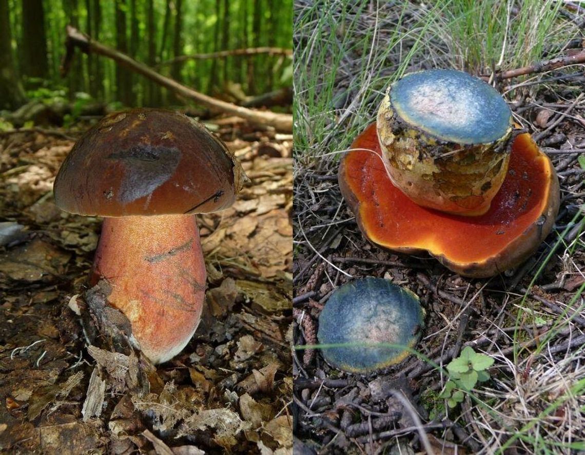 Sinieje po dotknięciu. Grzybiarze czekają na niego od maja Sinieje po dotknięciu. Grzybiarze czekają na niego od maja