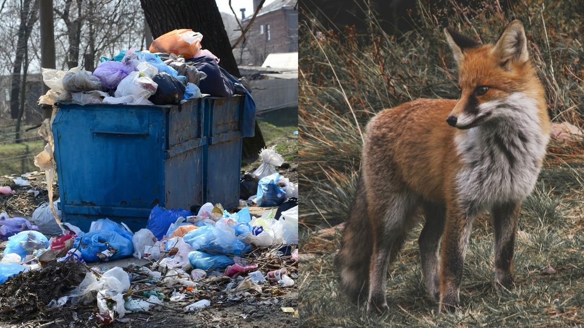 Skąd się biorą zimą lisy w mieście? To ludzie je "dokarmiają"