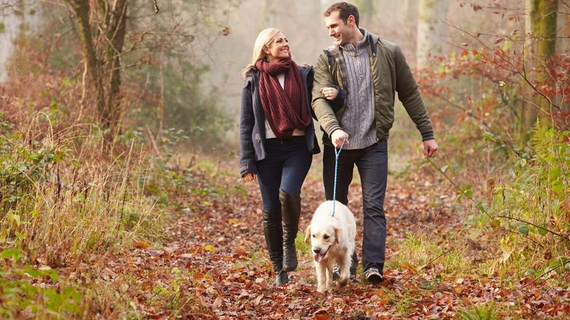 Spacerujesz po lesie z psem? Absolutnie nie puszczaj go luzem