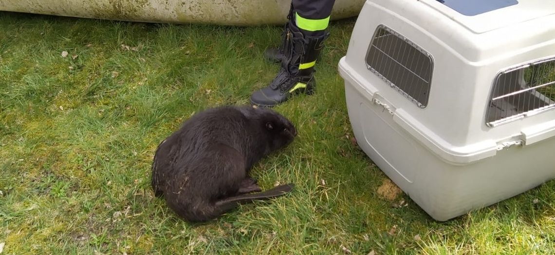 Strażacy ze Starogardu Gdańskiego uratowali bobra